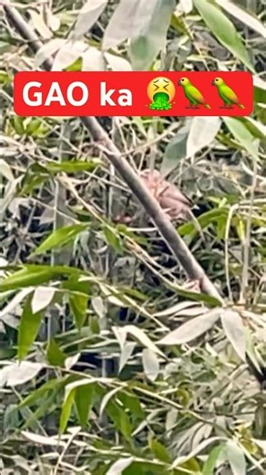 GAO ka 🦜 #punjabisong #newsong #song #music #emotional #fypシ #brad #newmusic #parody #pets