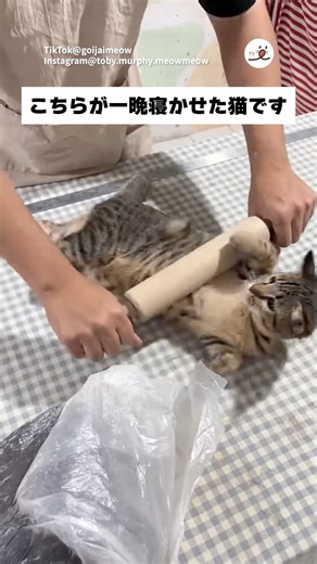 良いキジができました｜PECO