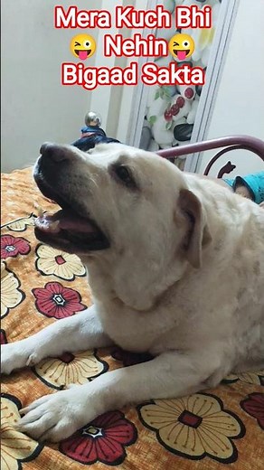 Mera Kuch Bhi Nehin Bigaad Sakta 😜😱#labrador #dog #animals #doglover #cute #love #viral #viralvideos