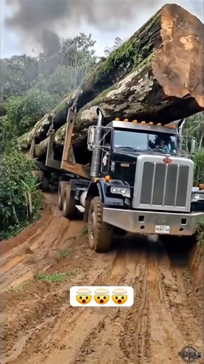 heavy truck load of Wood