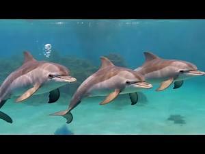 Amazing Baby Dolphins