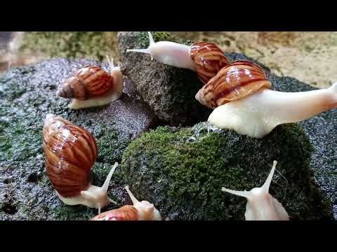 Wild snails are moving magnificently with a journey of struggle.#nature #snailvideo #wildlife
