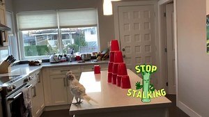 1.4K views · 180 reactions | What does a dancing cockatoo do when she meets something new? Dances of course! | Lucky Lou and Coco Too | Facebook