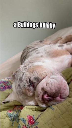 Bulldogs are but big babies ❤️ #englishbulldog #sleep #lullaby