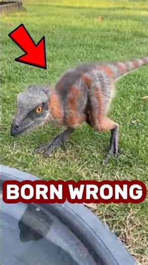 WEIRDEST ANIMAL BIRTHS 😱 #animalfacts #wildlife #nature