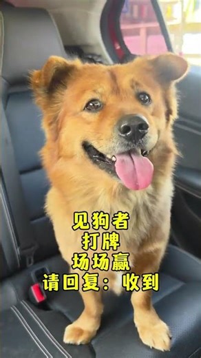 Win Every Card Game Like a Pro: Dogs' Secret Strategy Unveiled