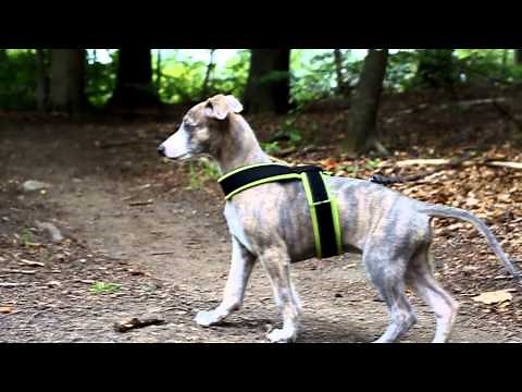 8 weeks old whippet puppy - Silas