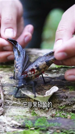 A Katydid Covered in Mold-like Spots #AmazingAnimalsOnDouyin #InsectWorld #WonderfulNature #Amazi...