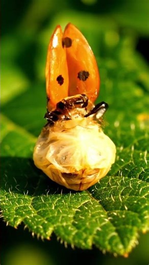 Ladybug Metamorphosis | AI-Powered Macro Insight Into Nature’s Transformation