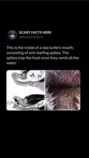 The inside of a sea turtle's mouth features unique, backward-facing spikes called papillae or gill rakers. These tiny spikes serve multiple purposes, including trapping food particles, such as jellyfish or seaweed, inside the turtle's mouth. Additionally, the papillae aid in expelling excess water taken in while eating, ensuring the food remains inside. They also provide protection by preventing large or sharp objects from being swallowed, allowing sea turtles to efficiently feed on their prefer
