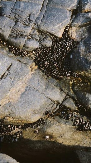 Barnacle Fact: Tiny but Ancient AF!