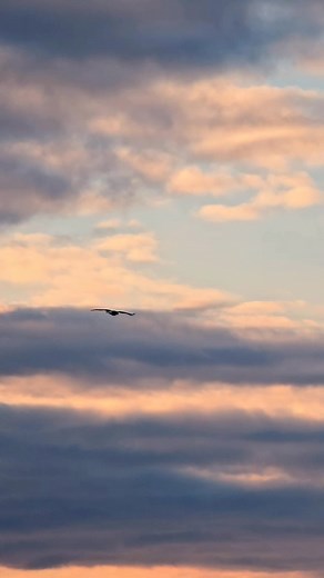 American Bald Eagle, fly's over Lake Huron at Sunrise!Oscoda, Mi. 11-23-25 | Laurie Ferguson