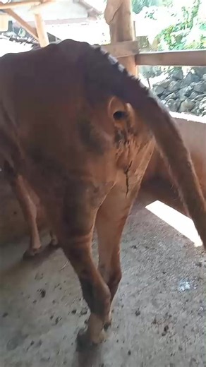 kenduk kenduk