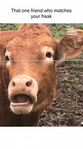 163K views · 1.1K reactions | Game recognize game! 浪殺 (Via - Rob I.) #oddcouples #Cows #Funny #FarmAnimals | Try Not to Laugh | Facebook