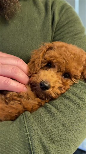 Archie's Tik Tok on TikTok