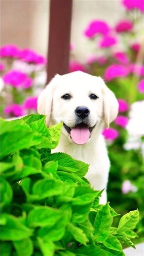 Dogs And Cats Funny Videos