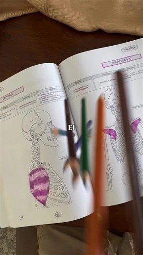 El Glúteo mayor es el músculo extensor más potente de la cadera. . 📍 Su orientación de fibras explica su función. . 👁️ Su inserción en el fémur y en el tracto iliotibial explica su influencia sobre la estabilidad pélvica y de la rodilla. . 🧠 Cuando estudias el músculo con su forma real y su trayecto, la función deja de ser una línea que memorizar y pasa a ser una consecuencia anatómica. . Eso es anatomía aplicada 💡 no repetición sin sentido. . #musculo #gluteo #anatomia | Dubium