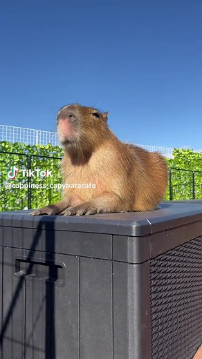 TikTokでCAPPINESS Capybara Cafeさんをチェック！