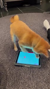 4.7K views · 299 reactions | How my buddy play game 藍 ➡ Feel free to send us photos/videos of your fur babies or join our group to be featured on our Page ❤️ | Shiba Inu Overload | Facebook