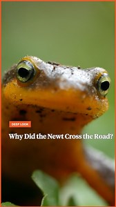 Every winter, California newts leave the safety of their forest burrows and travel as far as three miles to mate in the pond where they were born. Watch their love journey and 3 other tiny critters that have strange romances in #DeepLook’s special video. | Deep Look • PBS