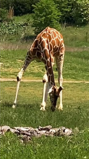 Do you love how tall and graceful giraffes are? 🦒