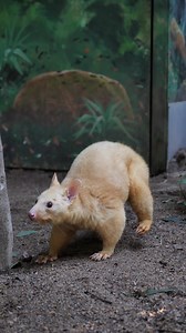 1.7K views · 266 reactions | Meet Inti, our Golden Brushtail Possum here at the Billabong. | Billabong Zoo | Facebook