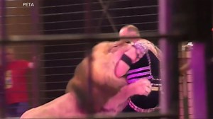 Lion tamer back in the ring after attack during circus performance in Ukraine