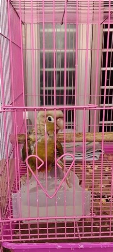 pineapple conure self partial bathing...🩷