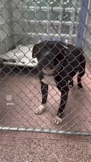 Here is the truth - our shelter is full. Shelters everywhere are full. Our dogs are not being adopted. Puppies are waiting weeks or more for families, dogs who used to stay for a few weeks are staying for months. We need help. We need adopters. Our dogs are doing the best they can to hang in there, and we are doing everything we can to help keep them calm and comfortable. But, we need help. We need adopters. Please consider adoption. Please spread the word. These beautiful souls deserve it. - 🏠