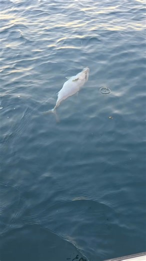 Catch keeper AJs near shore. Fun fight. Released to fight another day.#amberjack #nearshorefishing #GulfOfAmerica #fishing #goodday #fun #catchandrelease | Seas The Day Charter