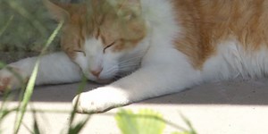 Burlington considers cat licensing policy