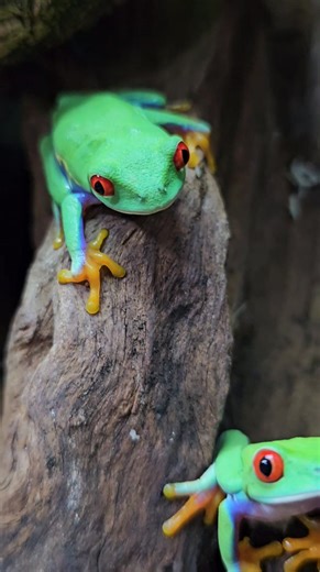 11K views · 1K reactions | Our red eyed tree frogs are lined up waiting for their breakfast to be served this morning  | Lincoln reptile and pet centre ltd | Facebook