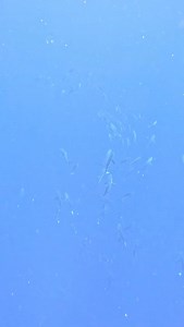 . Shark river at New drop off 🦈💥 | Cruise Control palau