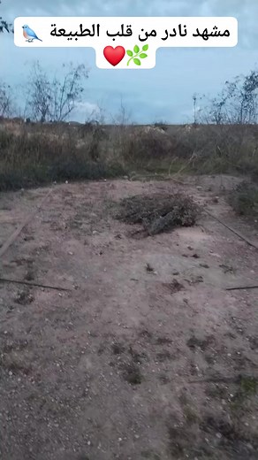 Goldfinches in the wild #goldfinch ❤️ #wild_Bird_Beauty #bird #wildlife #Goldfinch_hunting #nature | Wild Bird Beauty