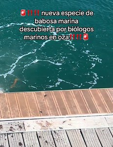 @National Geographic #viral #fyq #fyp | Marine Biology
