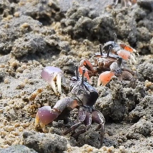 The Tiny Crabs Saving the Georges River! 🦀🌊