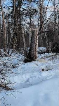 What is Pollarding? Let's Try it!