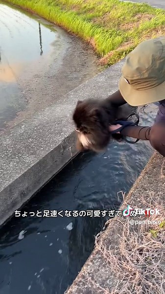 可愛すぎるポメラニアン動画集