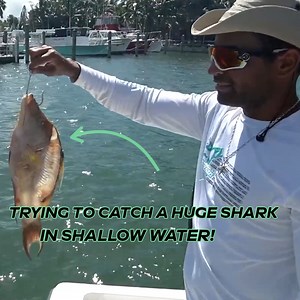 1.3M views · 1K reactions | We're Fishing In Shark Infested Water! | Zak Catch Em | Facebook