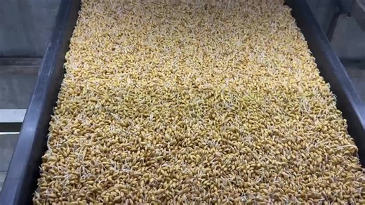 Container Farming on TikTok