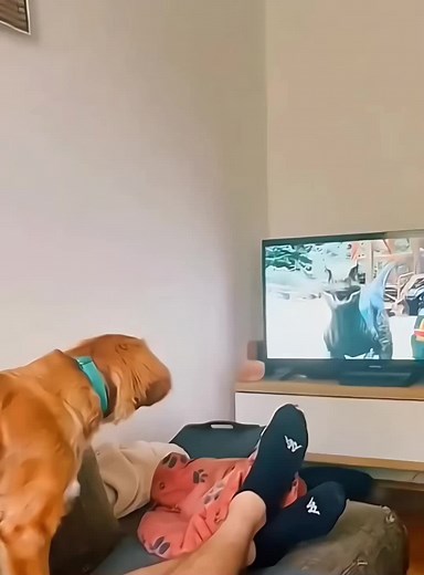 Dogs Reacting to TV Shows: Their Funny Moments