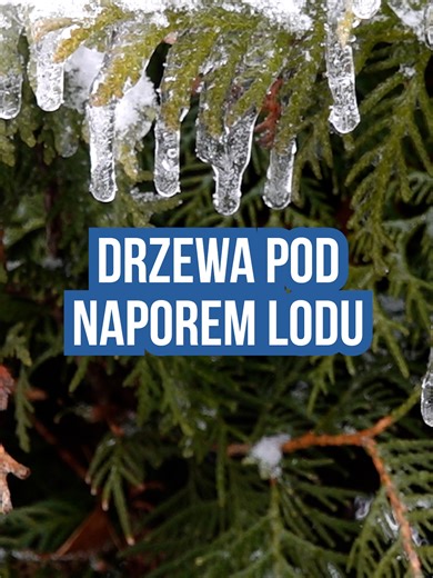 Oblodzone gałęzie drzew: niebezpieczeństwo zimą