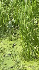 45K views · 776 reactions | Baby wood ducks playing catch-up | Coppervine Feeders | Facebook