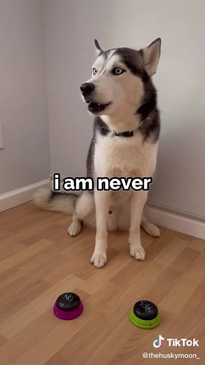 Engaging Talking Buttons Activity with Funny Huskies