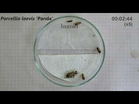 Isopod Choice Chamber - Humidity