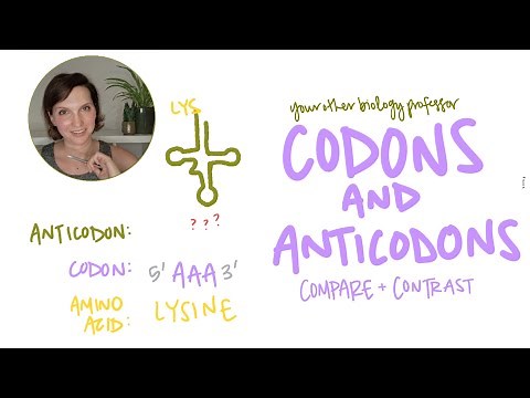 Codons and Anticodons Explained