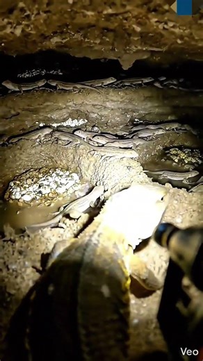 What’s Inside a Lizard Burrow? Real life POV Micro Camera 🦎
