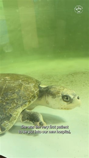 8.5K views · 390 reactions | The time has come for Gale Force to...