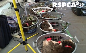 81K views · 6.9K reactions | KI FIRES UPDATE: Our chief veterinarian Brad spent last week on the ground in Kangaroo Island, tackling the bushfire crisis head on. He has played an integral role in treating burnt and injured animals, offering his expertise at the SAVEM field hospital tent in Parndana. Brad says the tireless work put in at the Kangaroo Island Wildlife Park has exceeded his expectations. Hear what he has to say from ground zero . | RSPCA South Australia | Facebook