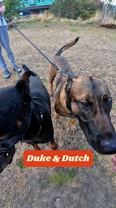 160K views · 4.8K reactions | "People are always scared of my dogs" 﫢 | My Best Friend | Facebook